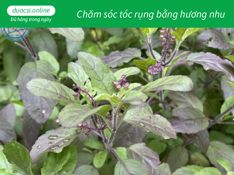 Chăm sóc tóc rụng bằng hương nhu