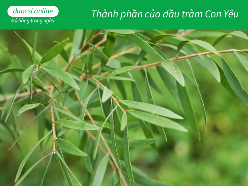 Thành phần của dầu tràm Con Yêu