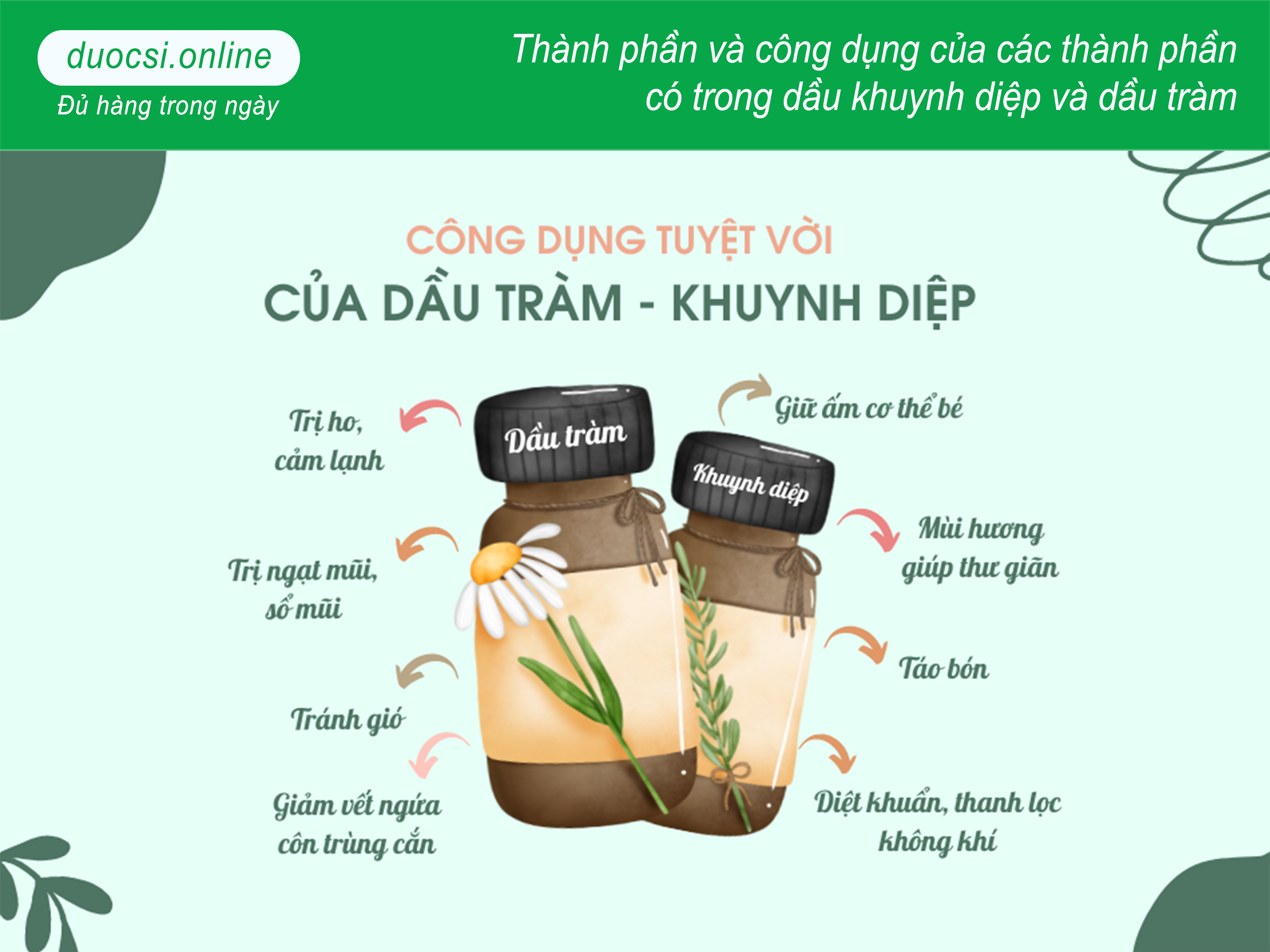 Thành phần và công dụng dầu khuynh diệp và dầu tràm